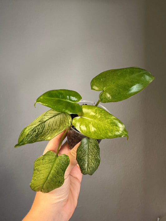 Philodendron Paraiso verde mint variegated 🦄