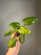 Philodendron Paraiso verde mint variegated 🦄