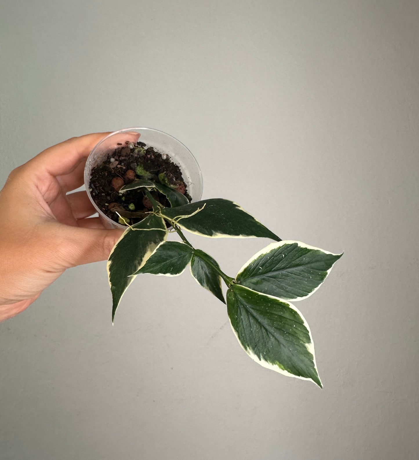 Hoya Polyneura albo variegated