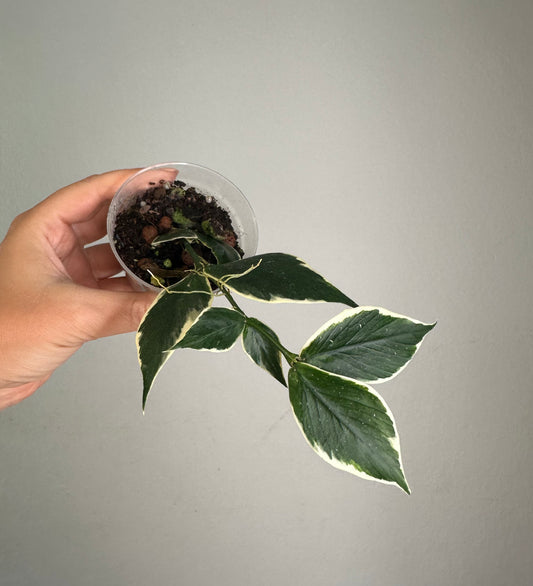 Hoya Polyneura albo variegated