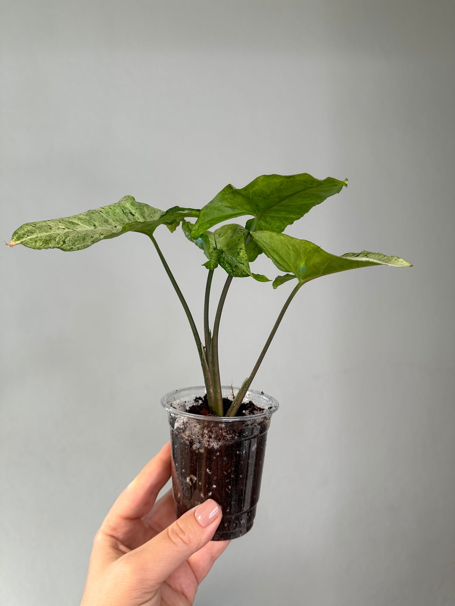 Syngonium green freckles
