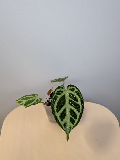 Anthurium crystallinum silver/ homegrown in Toronto 🇨🇦