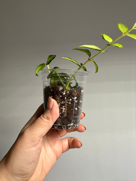 Hoya Bella variegated