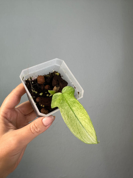 Philodendron Florida ghost mint