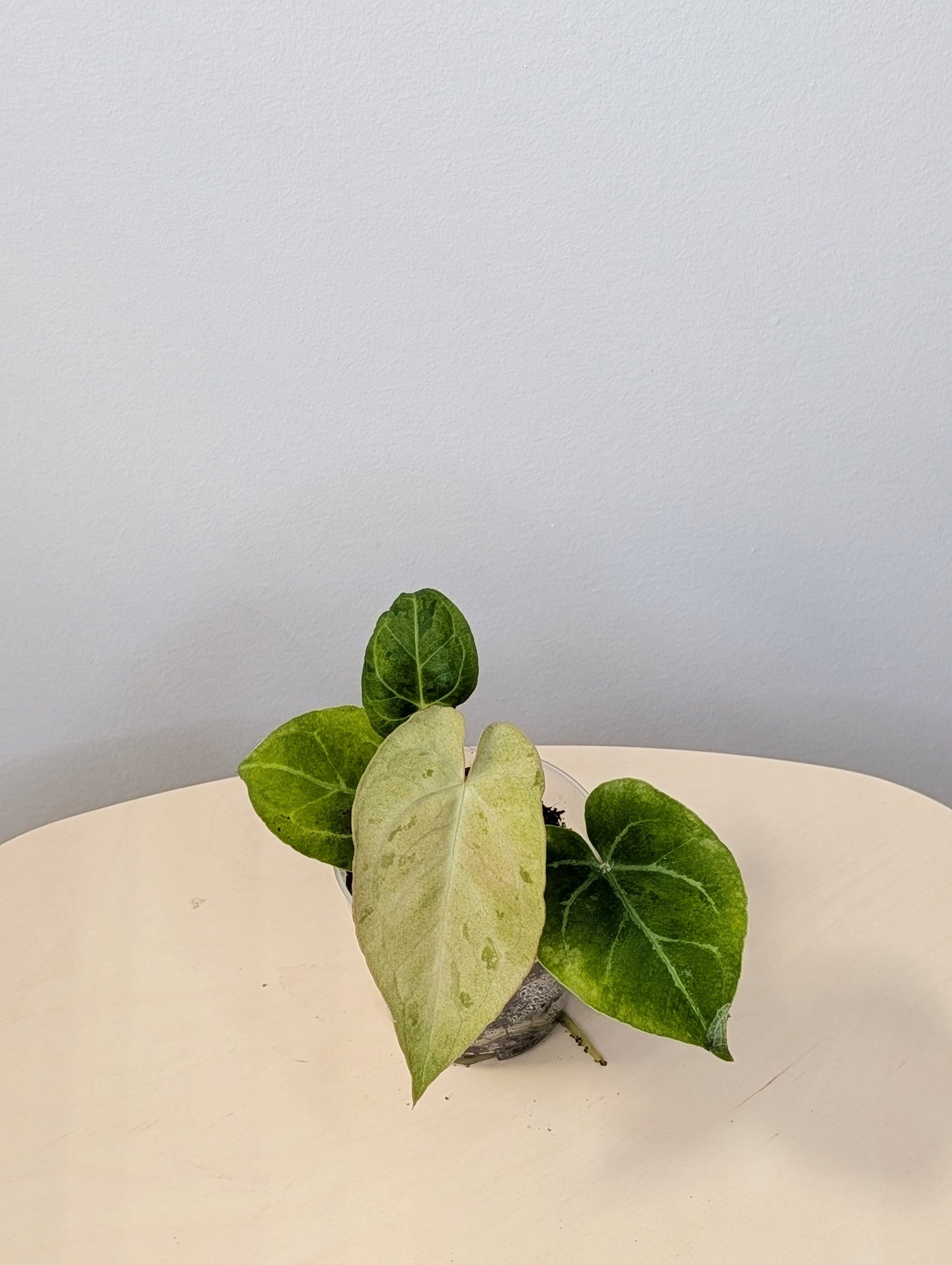 Anthurium crystallinum mint variegated/ sparkling minty leaves / first photo - mother plant