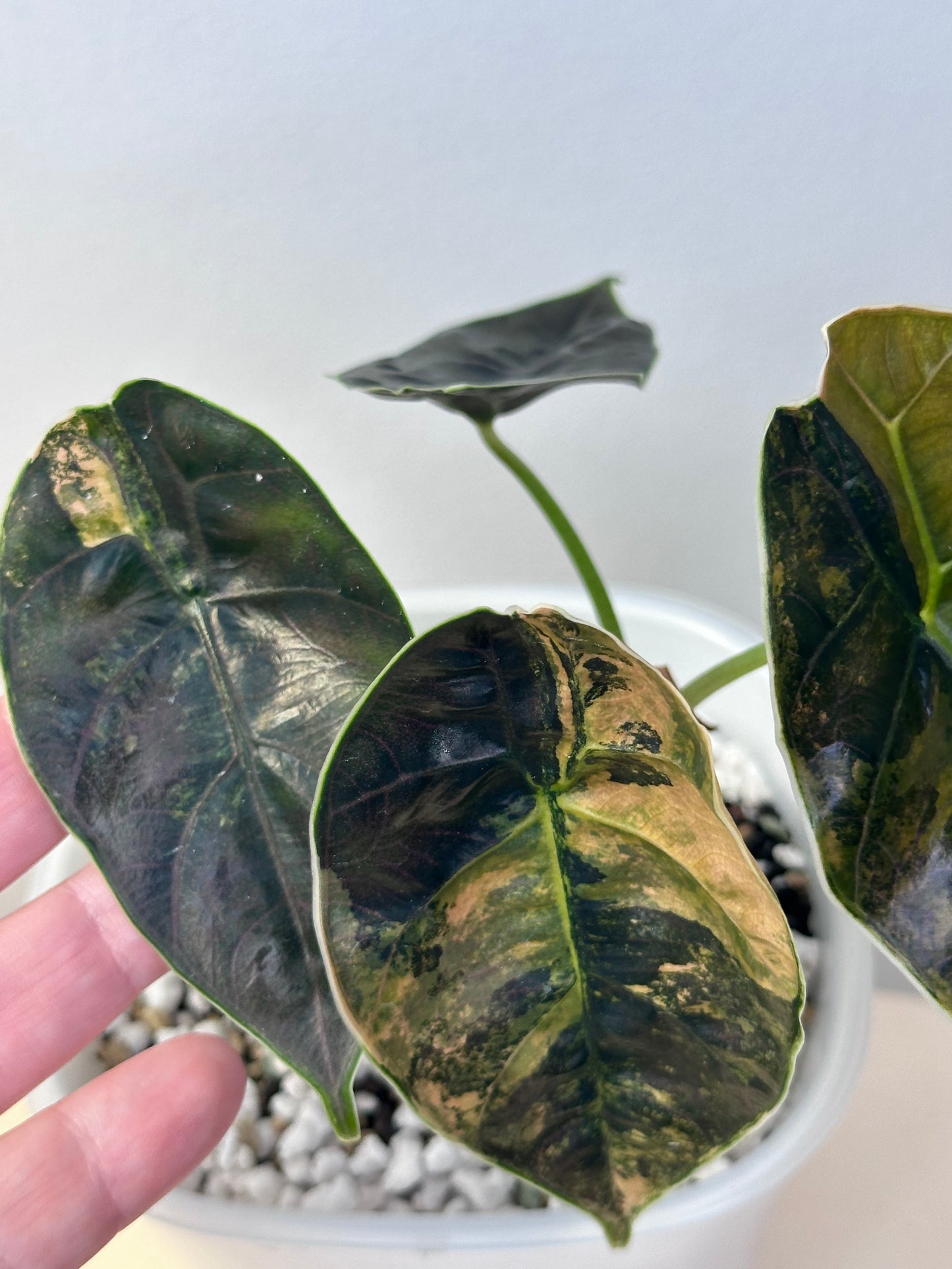 Alocasia azlanii aurea variegated, Corming