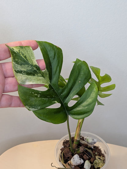 Raphidophora tetrasperma albo variegated