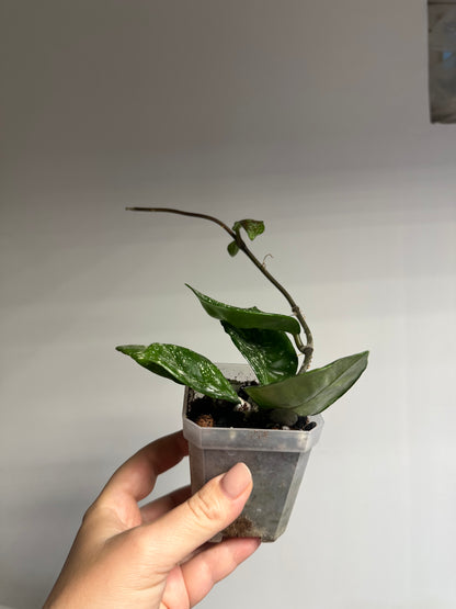 Hoya Carnosa Freckles Splash