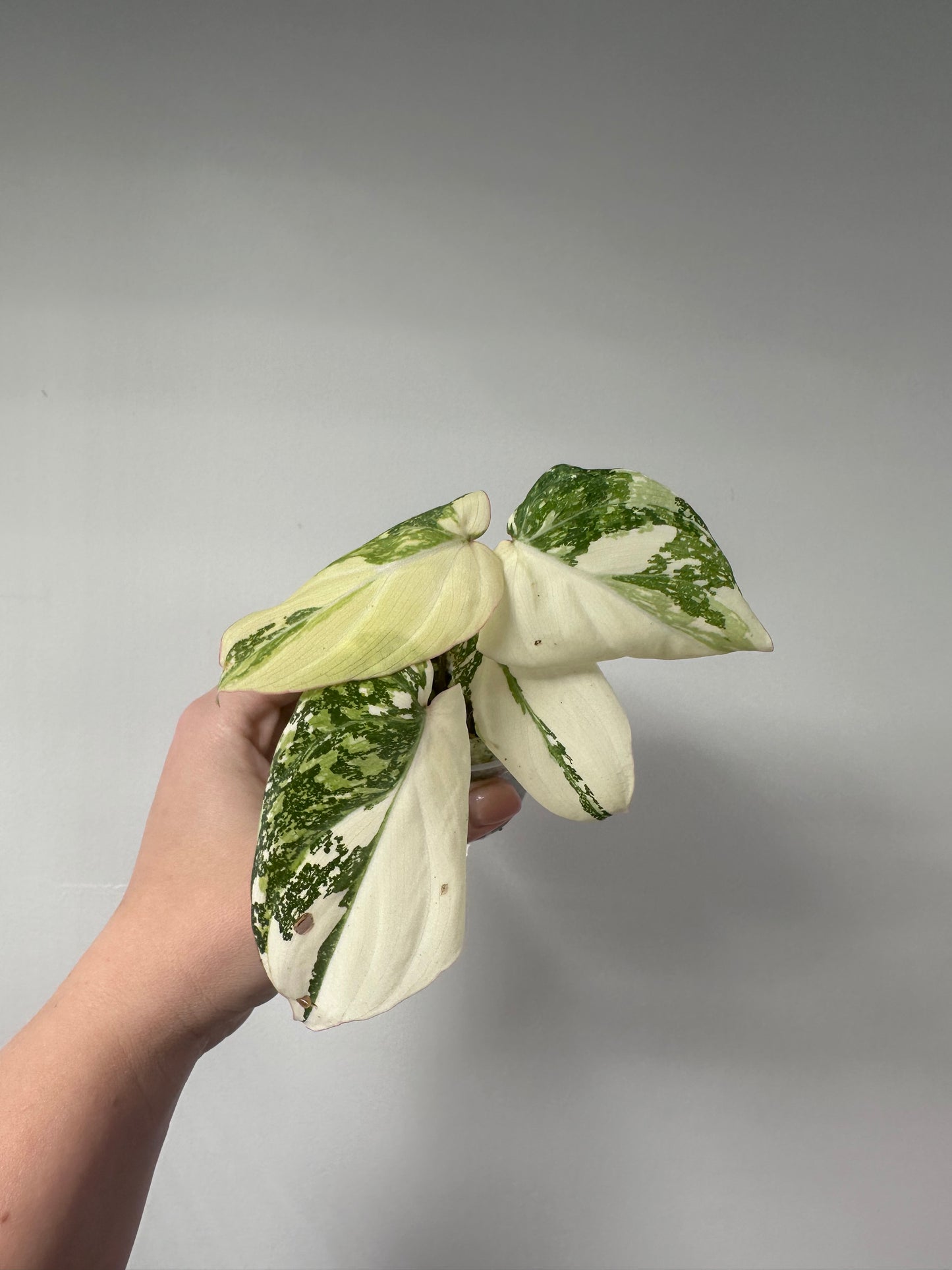 Philodendron gloriosum variegated