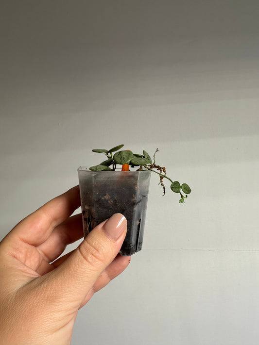 Hoya Serpens silver / tiny silver leaves 🩶 / a few cuttings in a pot