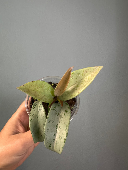 Hoya publicalyx silver