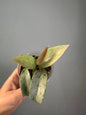 Hoya publicalyx silver