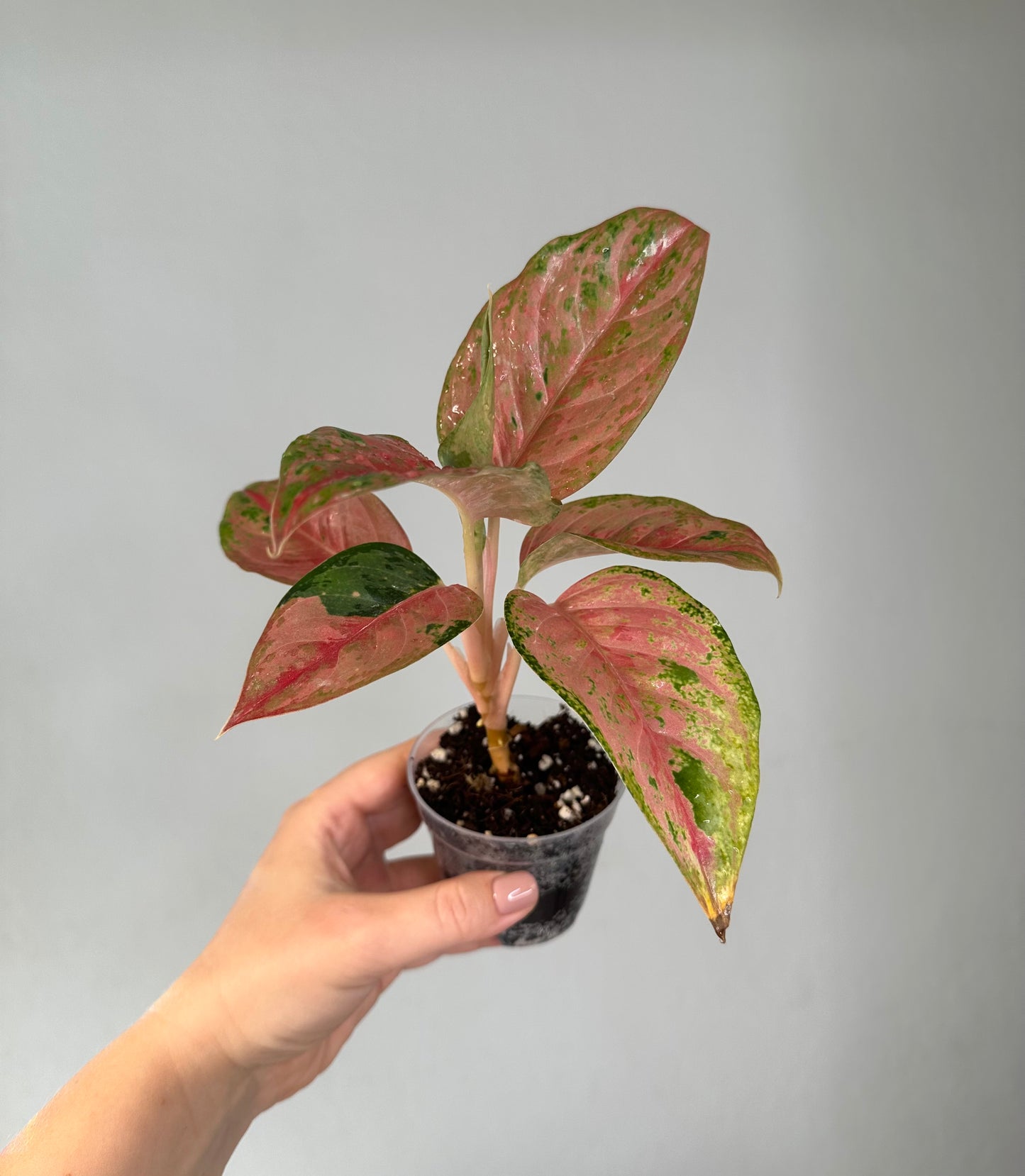 Aglaonema red sp