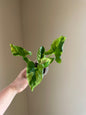 Syngonium green eclipse