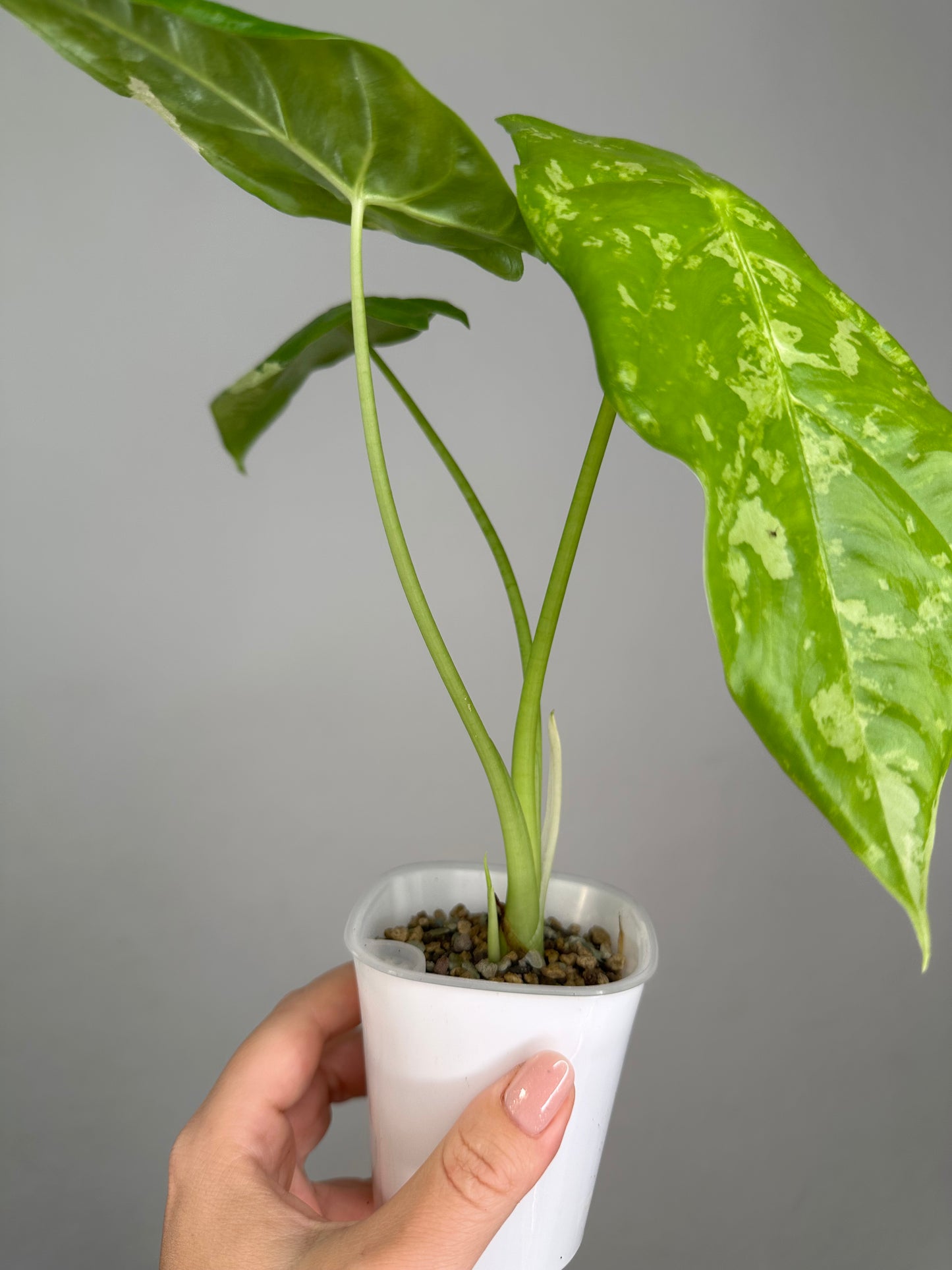 Alocasia acuminata variegated/ has THREe corms and baby / uncommon alocasia 🦄