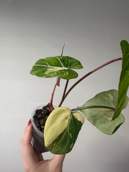 Philodendron gloriosum tricolor variegated