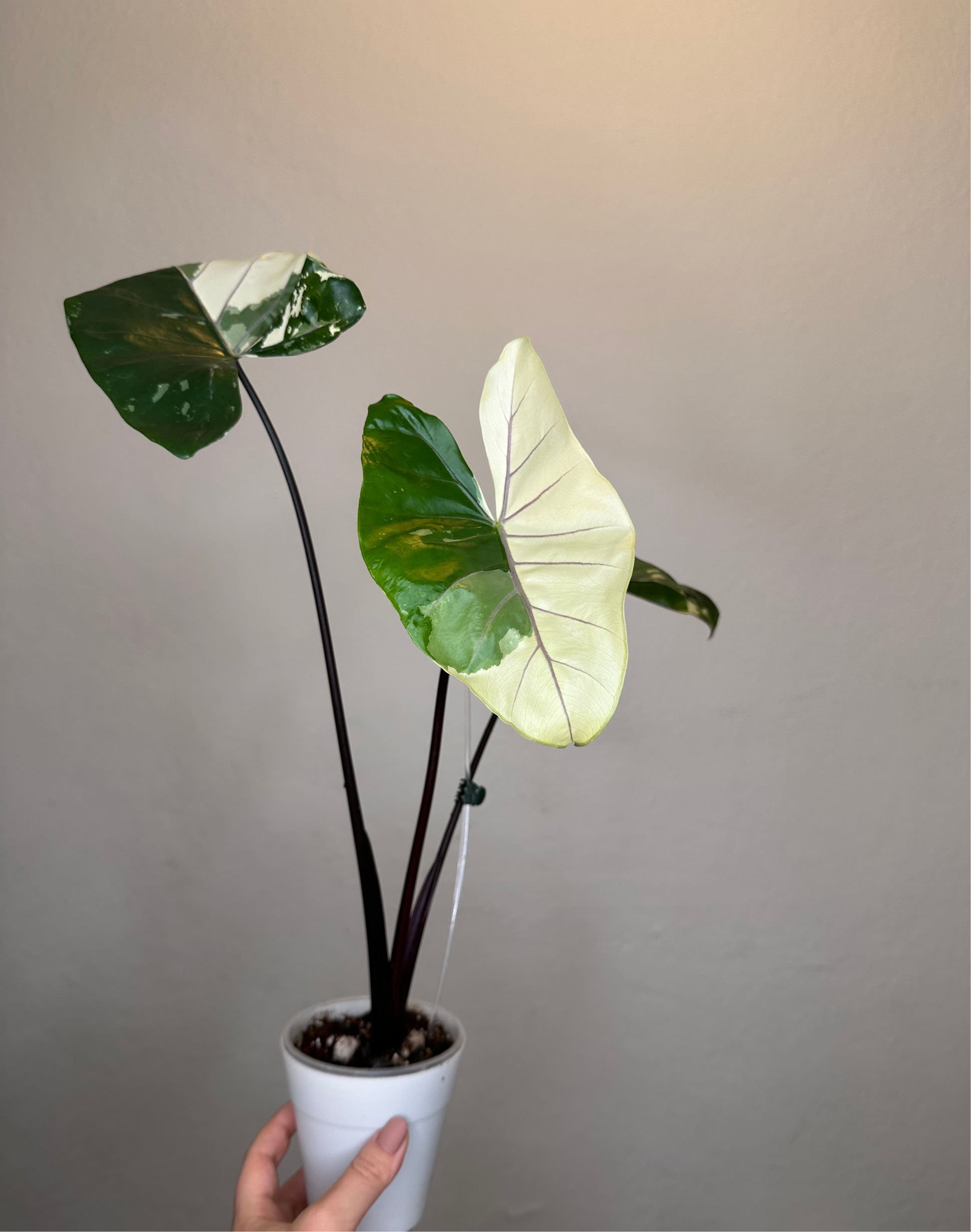 Alocasia black stem variegated / top variegation – Sunflower Alocasia black stem variegated / top variegation – Sunflower
