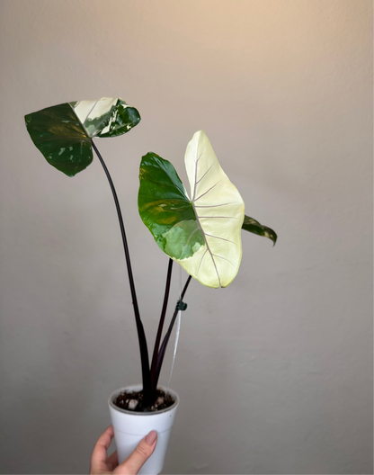 Alocasia black stem variegated / top variegation