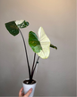 Alocasia black stem variegated / top variegation