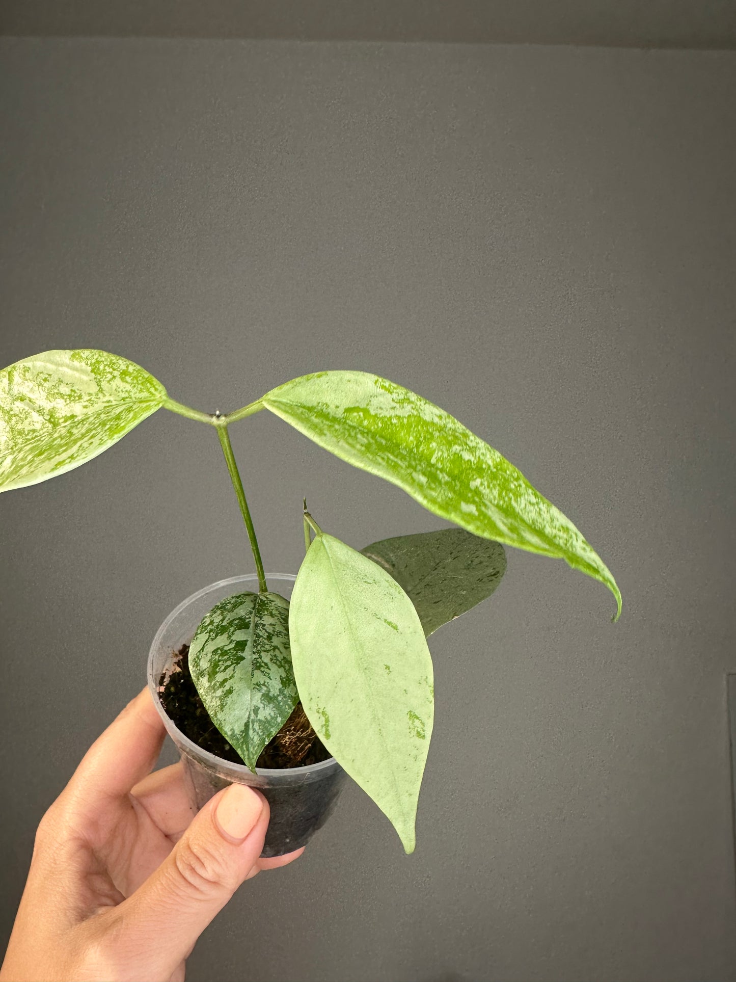Hoya Coriacea silver, two growing points