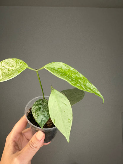 Hoya Coriacea silver, two growing points