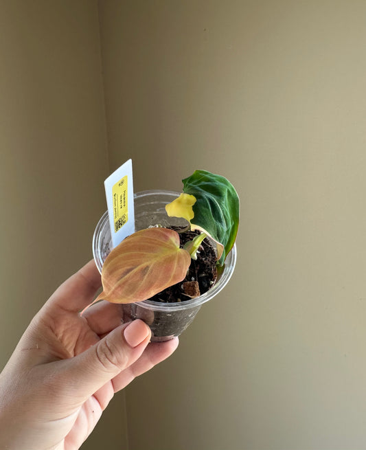 Philodendron Micans  variegated