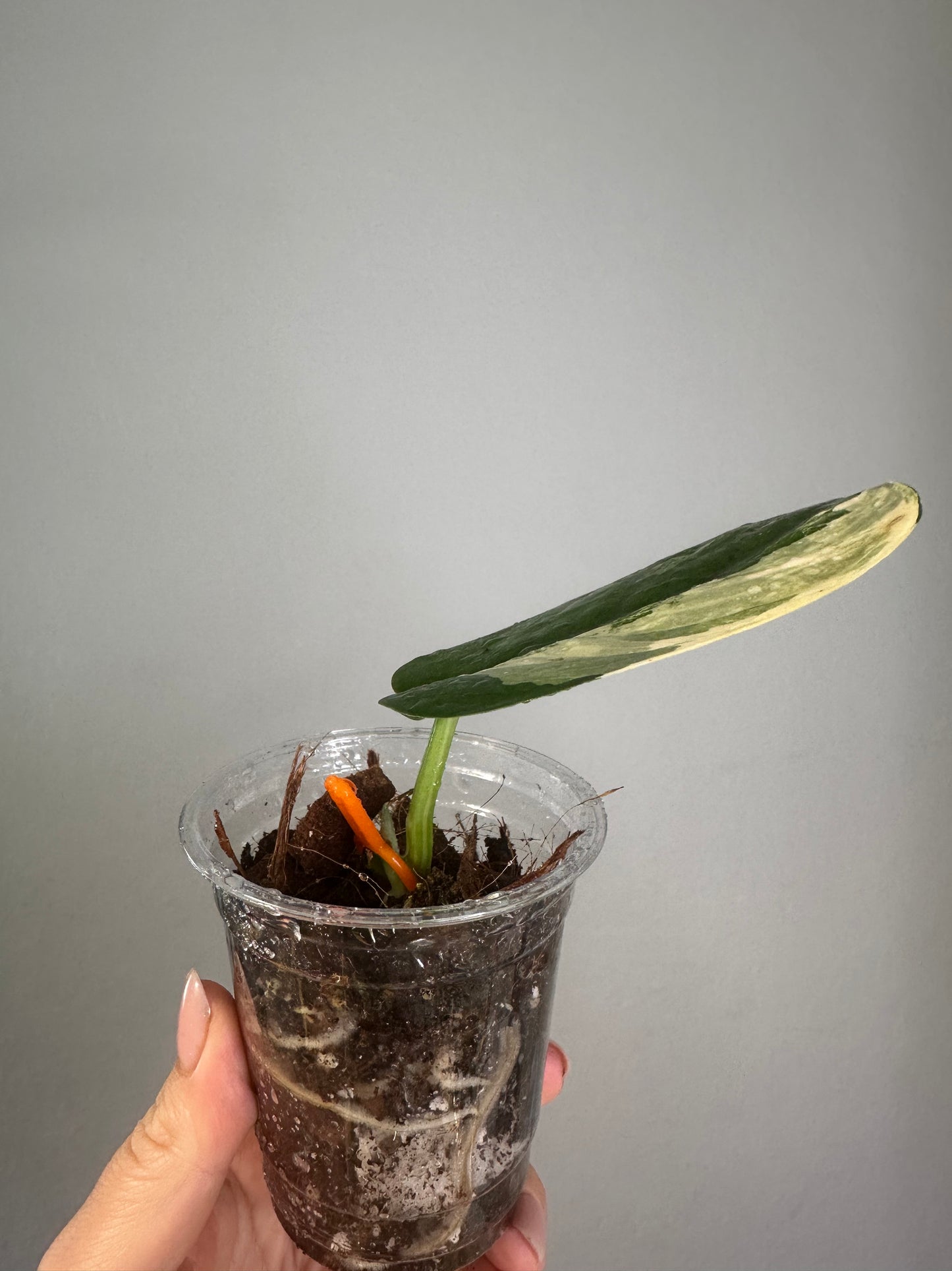 Scindapsus Jade Satin variegated