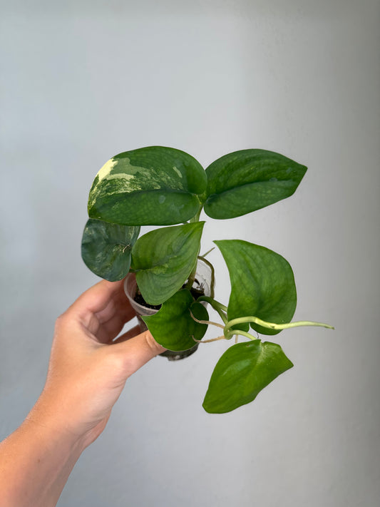 Scindapsus jade satin, velvety leaves