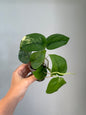 Scindapsus jade satin, velvety leaves