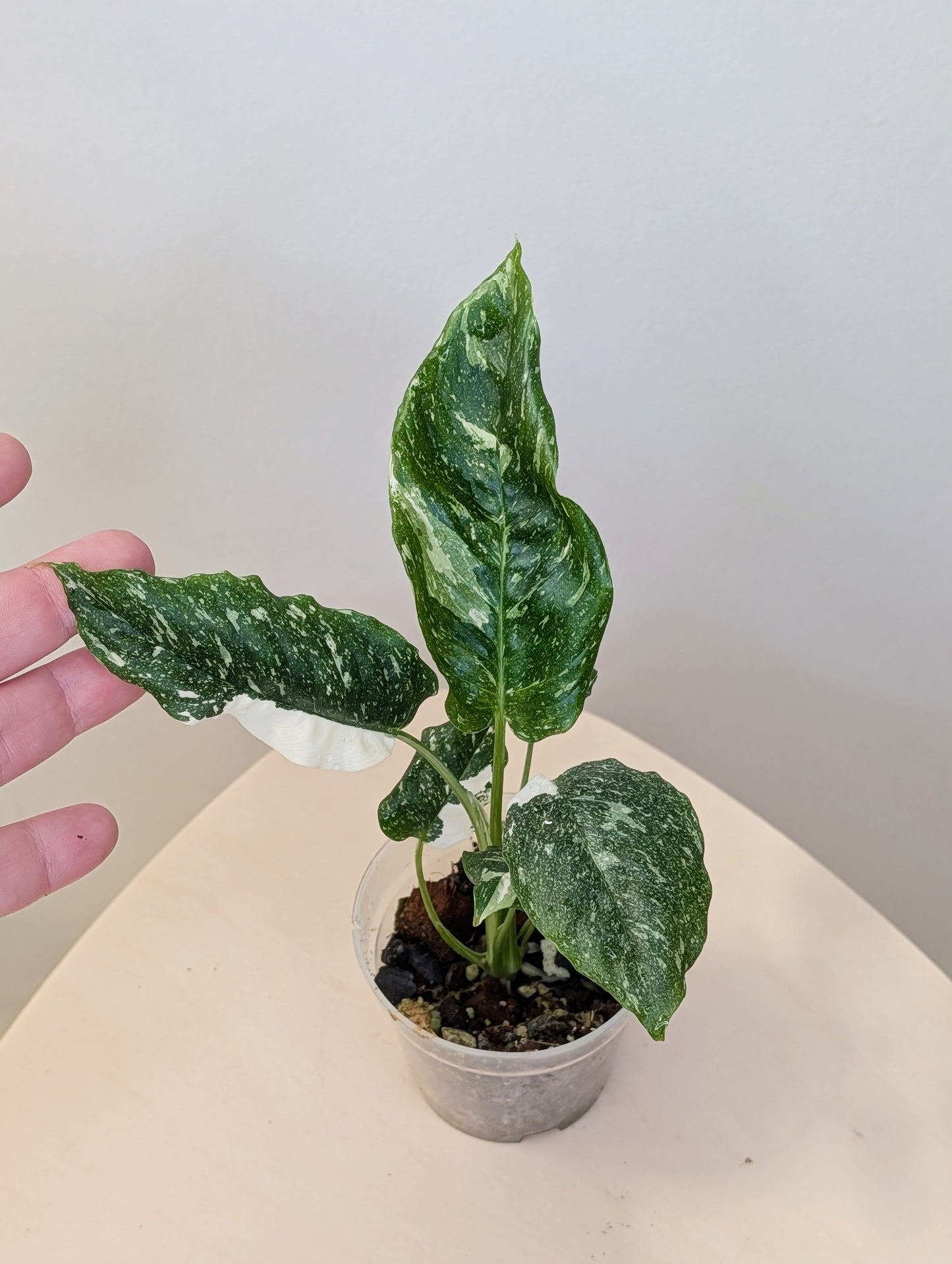 Schismatoglottis Albo variegated