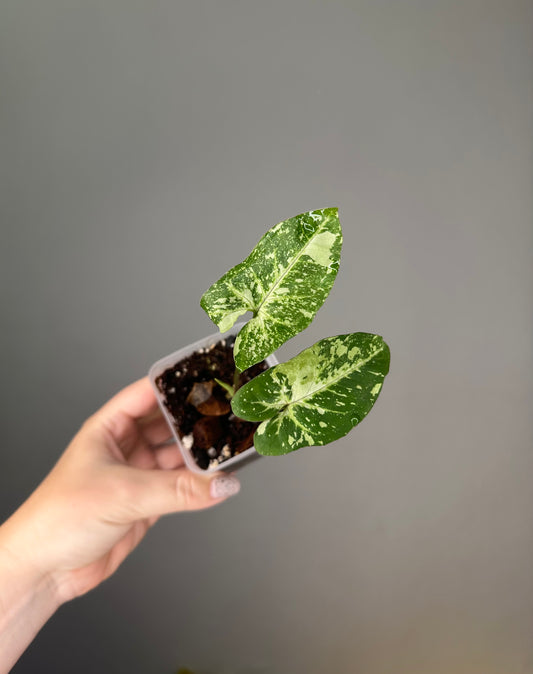 Syngonium panda galaxy