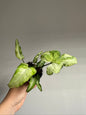 Syngonium three kings