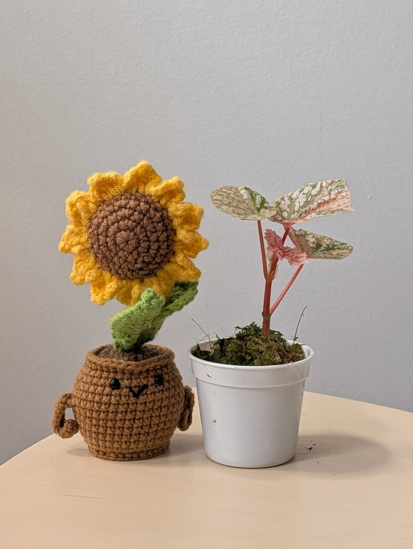 Begonia Snow Capped variegated