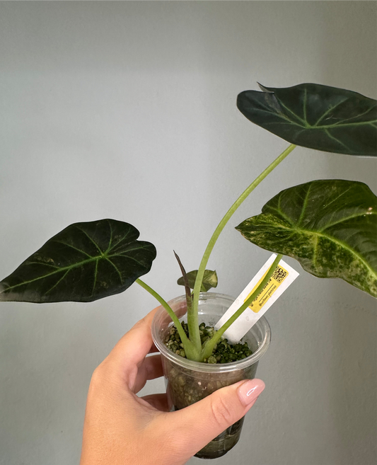Alocasia regal shields aurea variegated / homegrown