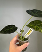 Alocasia regal shields aurea variegated / homegrown