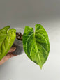 Anthurium crystallinum mint variegated/ sparkling minty leaves / first photo - mother plant