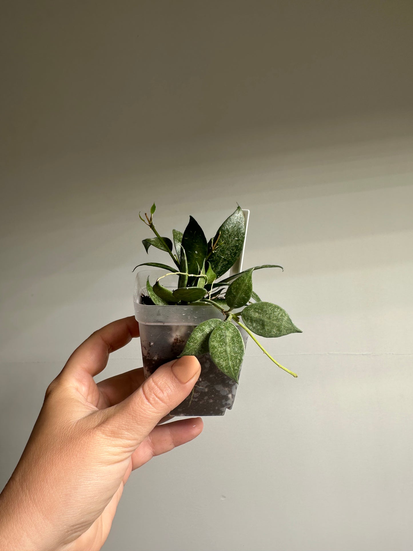 Hoya lacunosa white pearl / a few cuttings in a pot