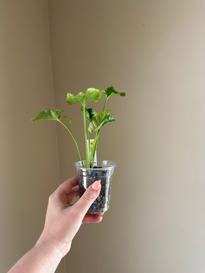 Syngonium green eclipse