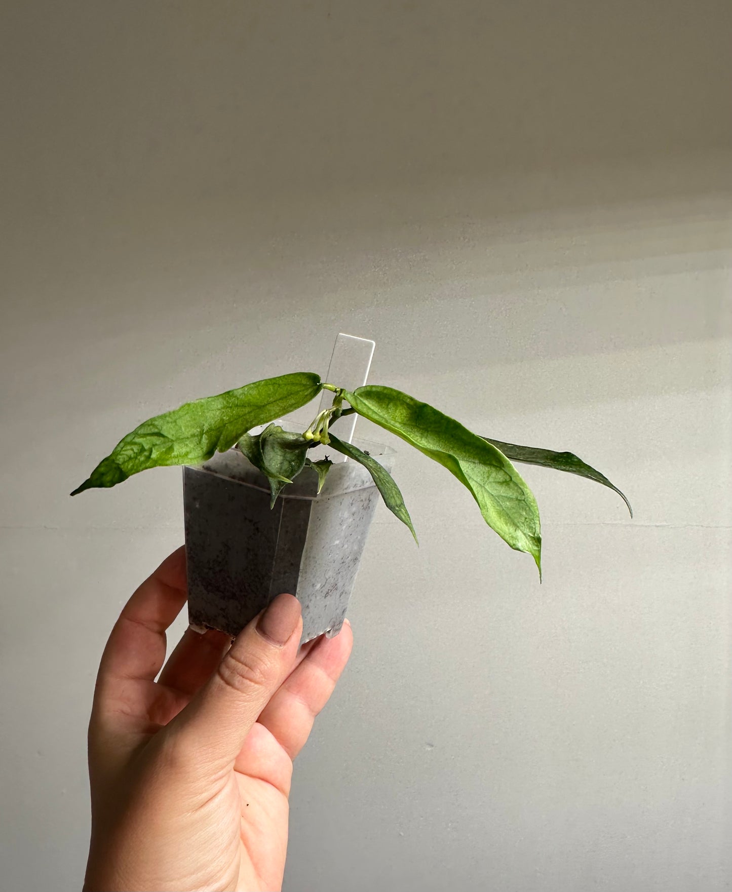 Hoya pandurata splash