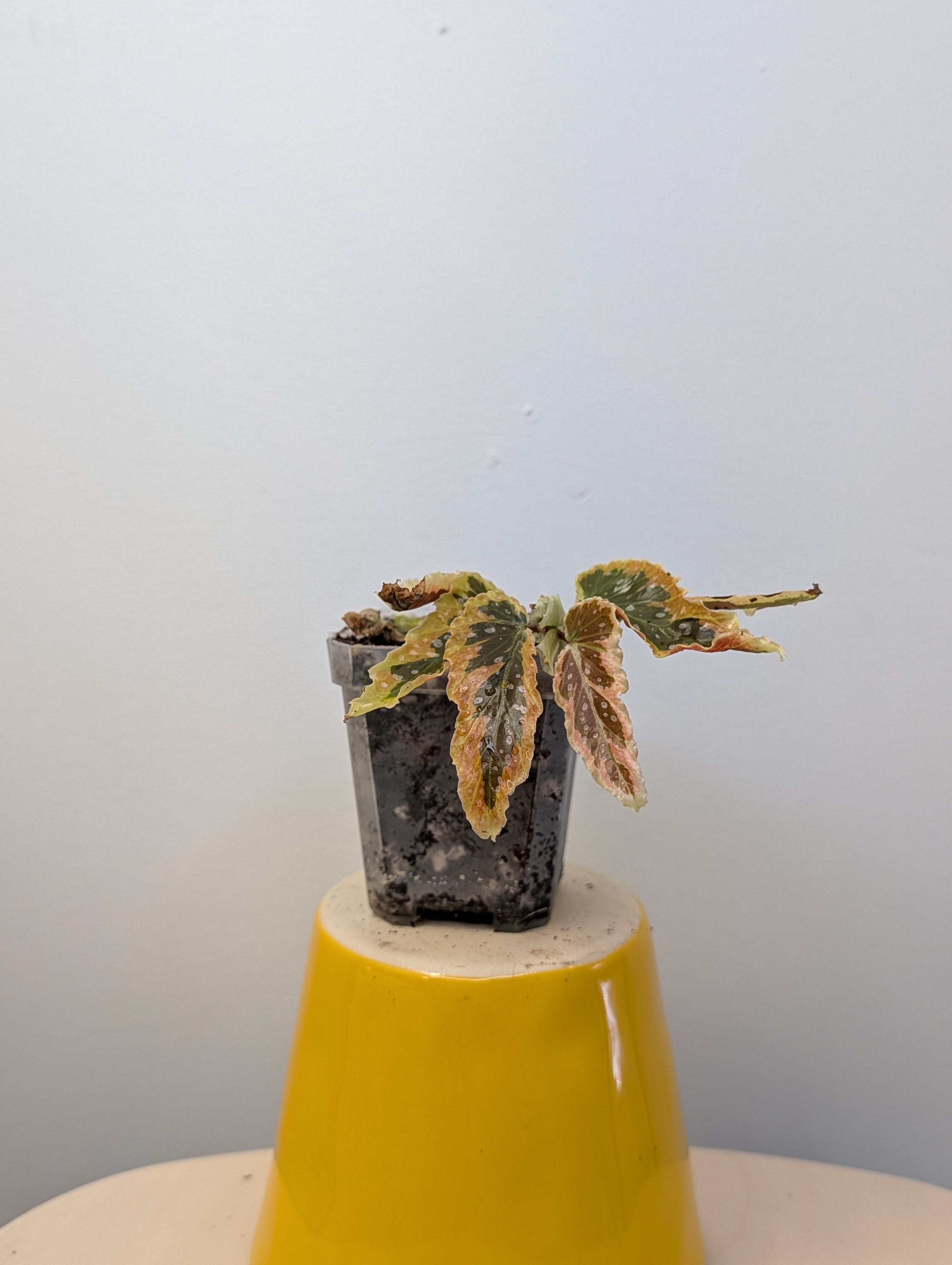 Begonia Dainty Spray Sport European version/ rare – Sunflower