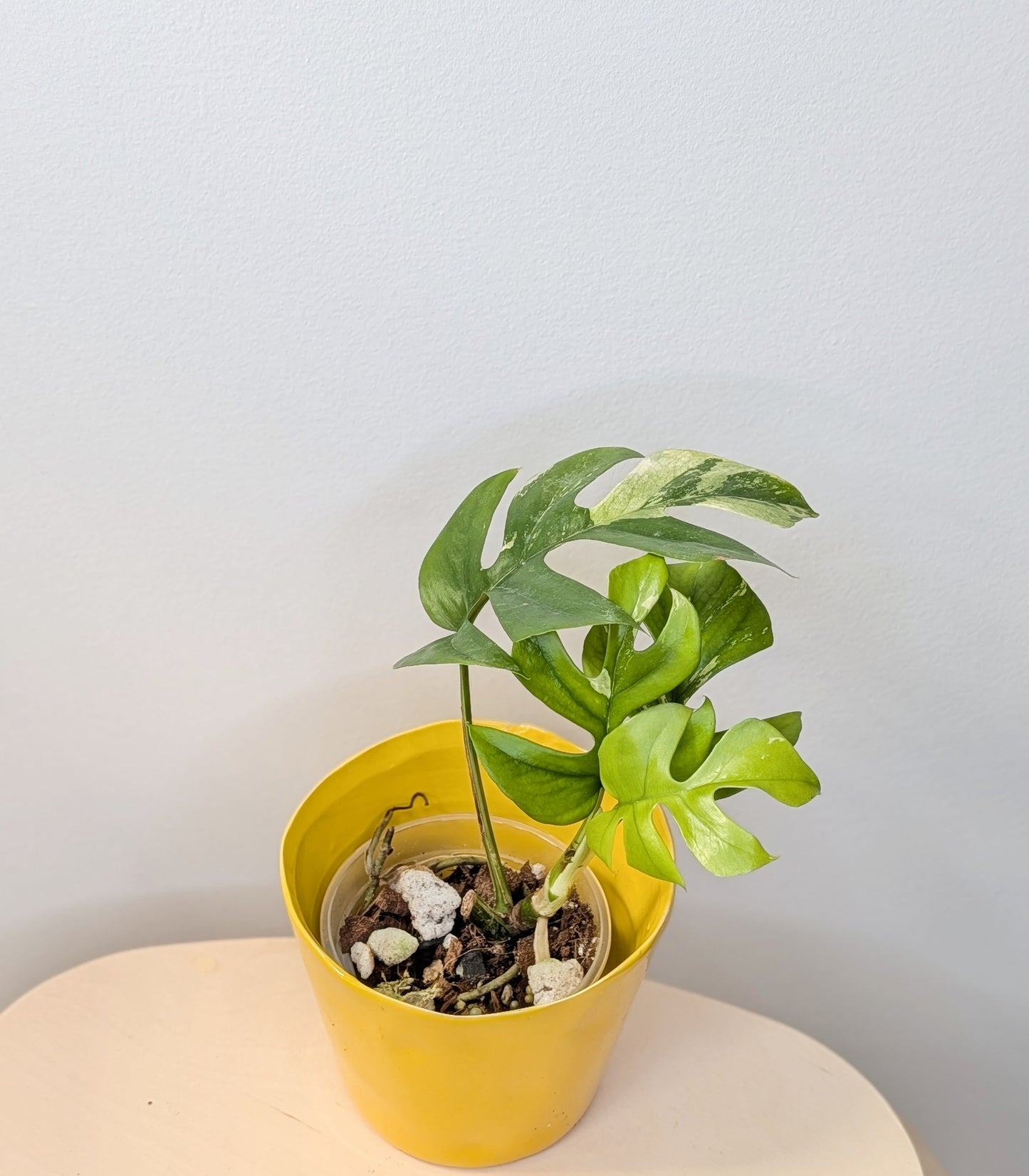 Raphidophora tetrasperma albo variegated