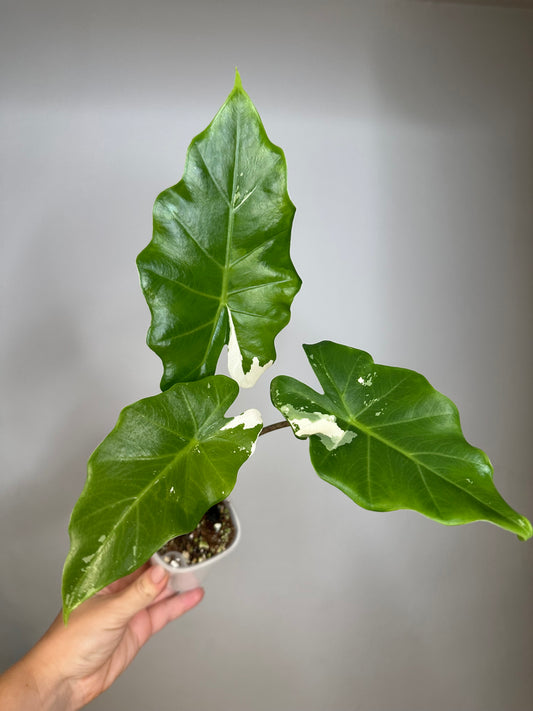 Alocasia portora albo variegated