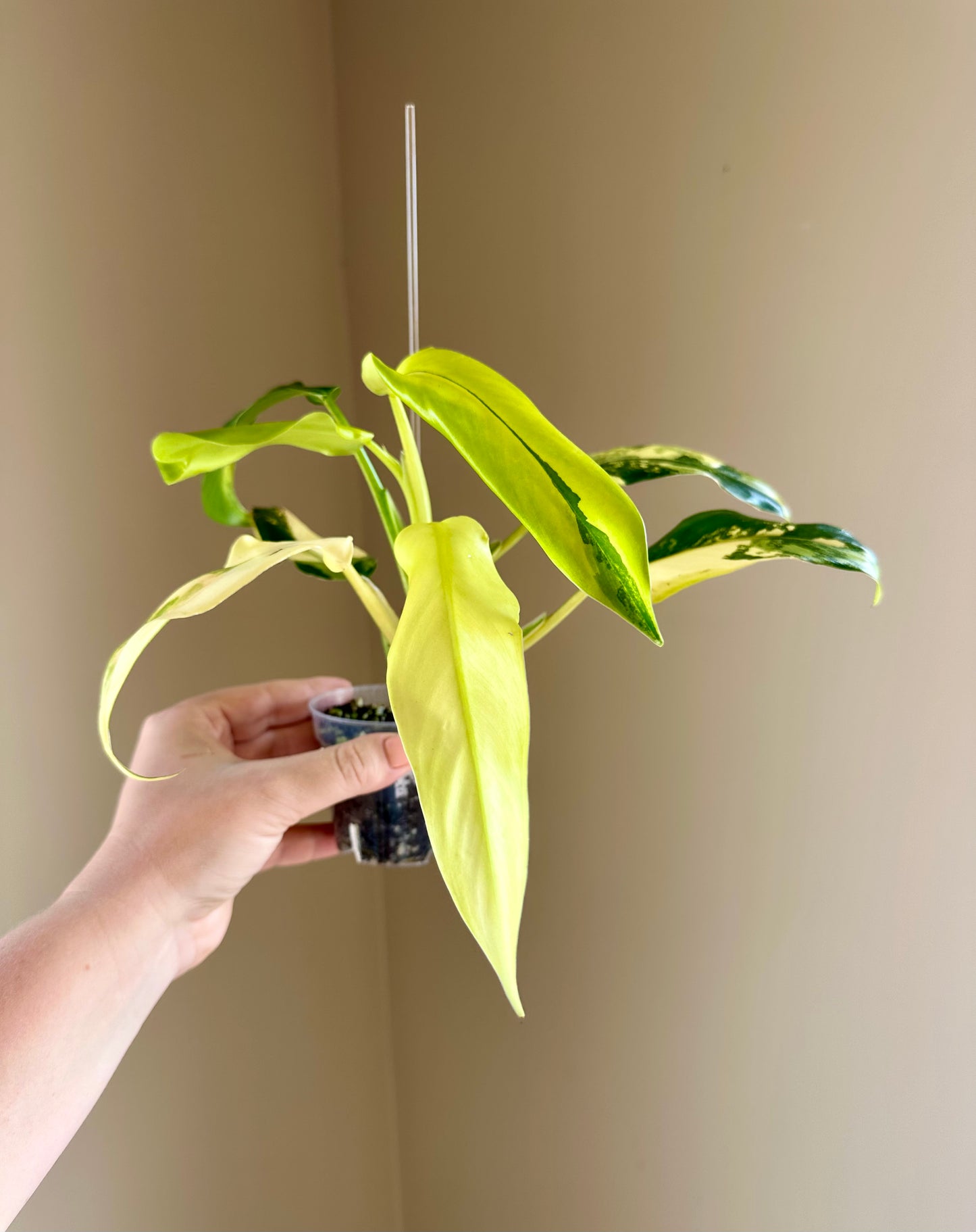 Philodendron domesticum variegated