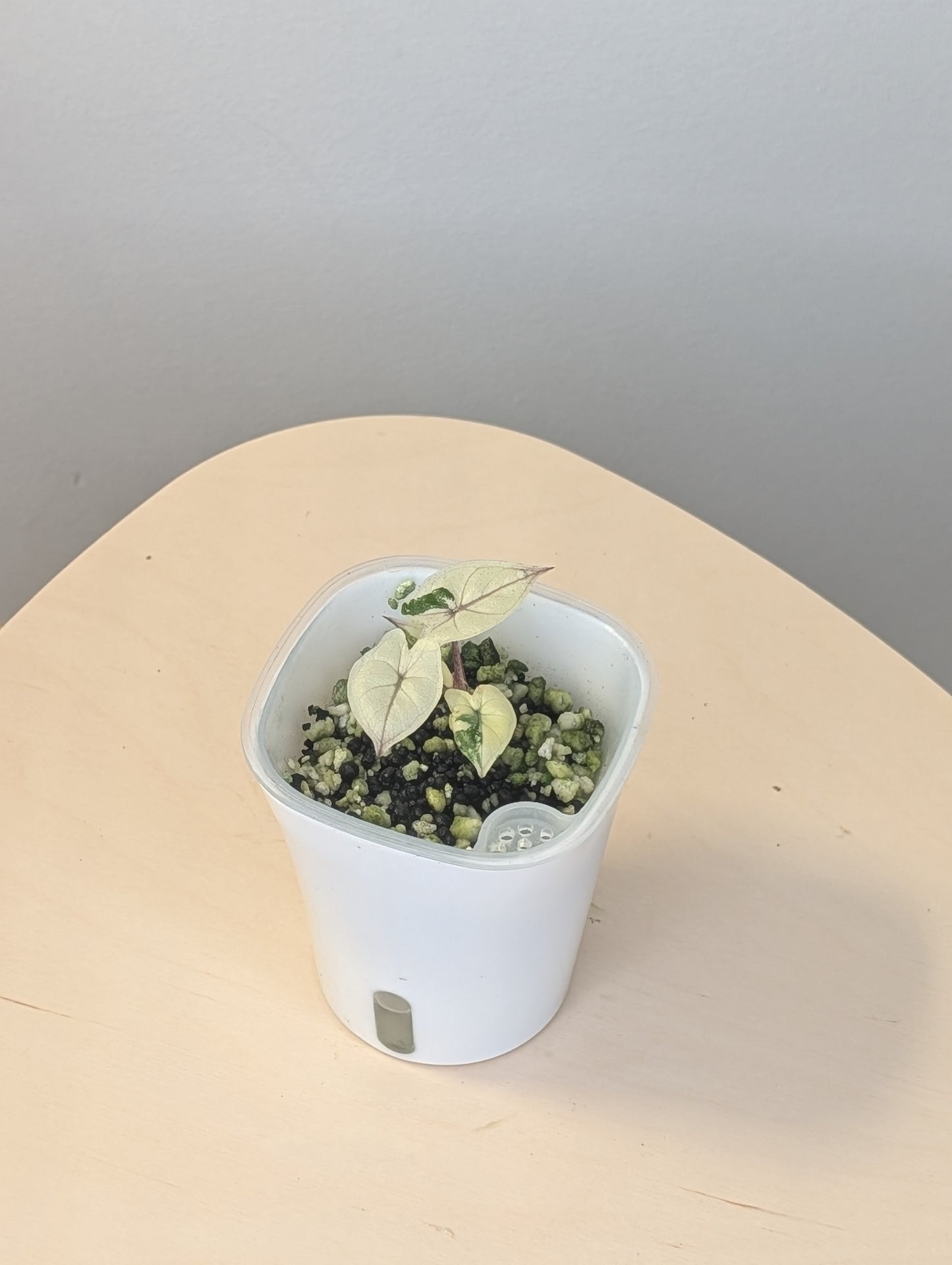 Alocasia Yucatán princess variegated / NOT A SERENDIPITY/  first photo - mother plant