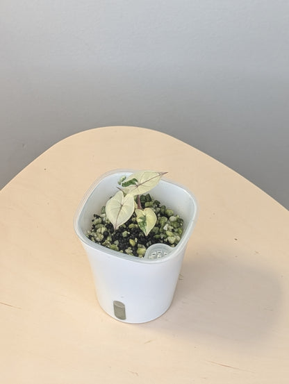 Alocasia Yucatán princess variegated / NOT A SERENDIPITY/  first photo - mother plant