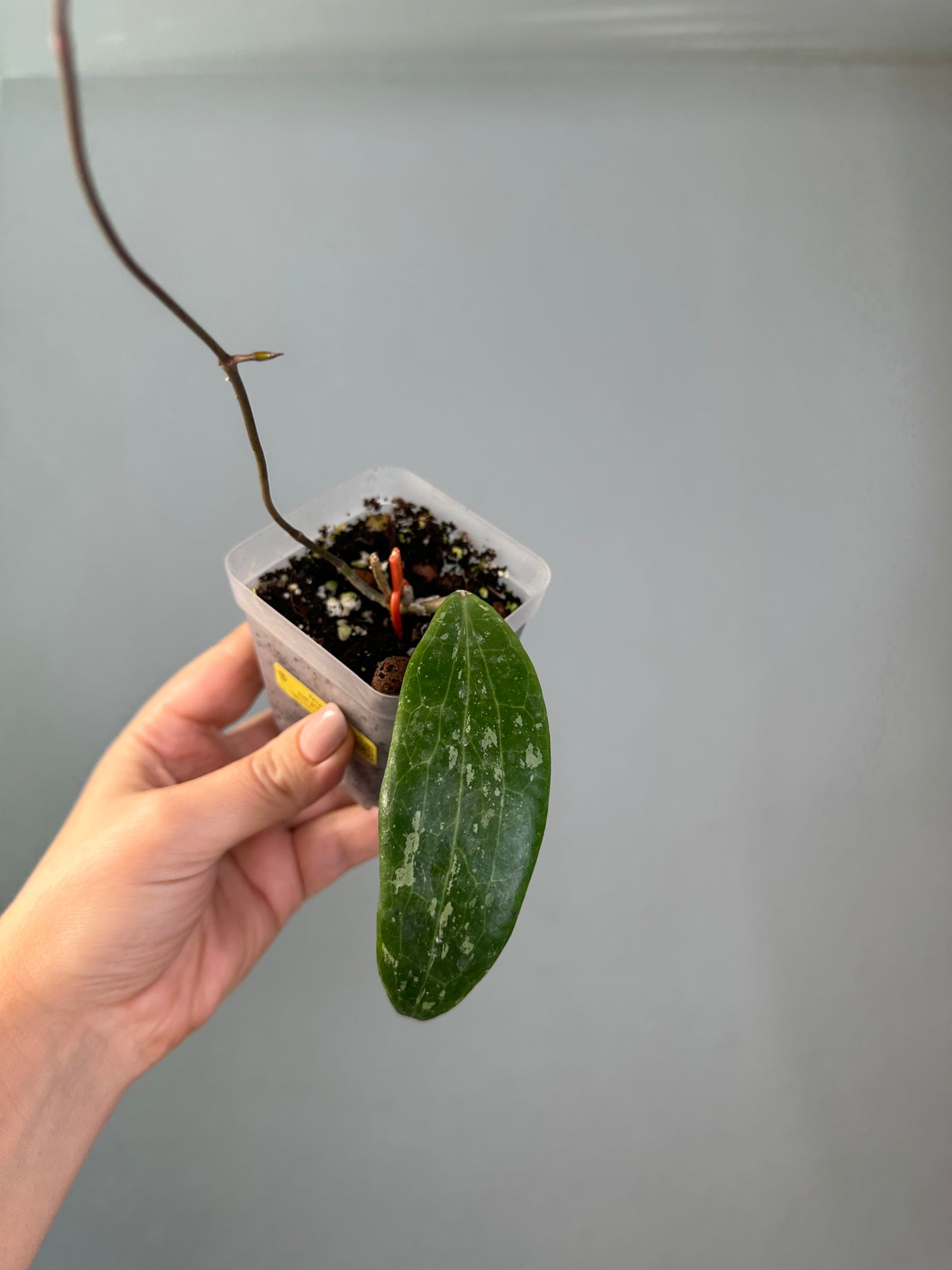 Hoya loei province