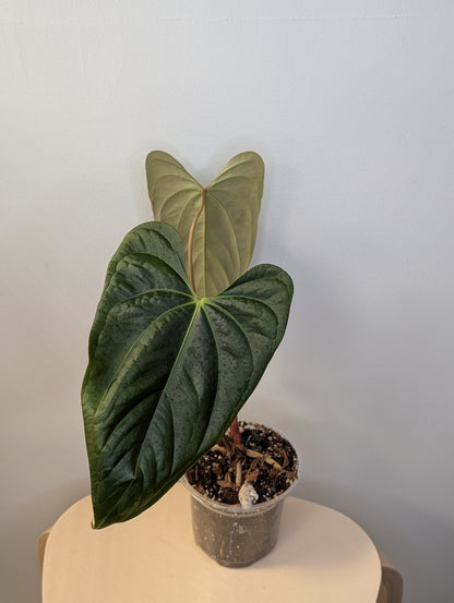 Anthurium forgetti & nigro Gigi