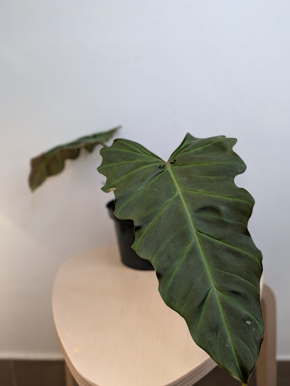Philodendron Corcsinianum / rare philodendron