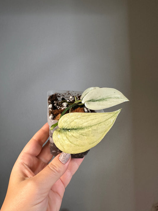 Scindapsus mayari