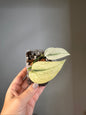 Scindapsus mayari